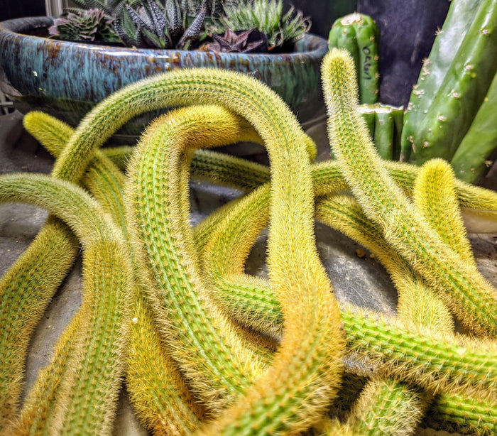 Golden Rat Tail Cactus, Hildewintera aureispina, Cleistocactus winteri, Succulent, Cactus, Live Plant