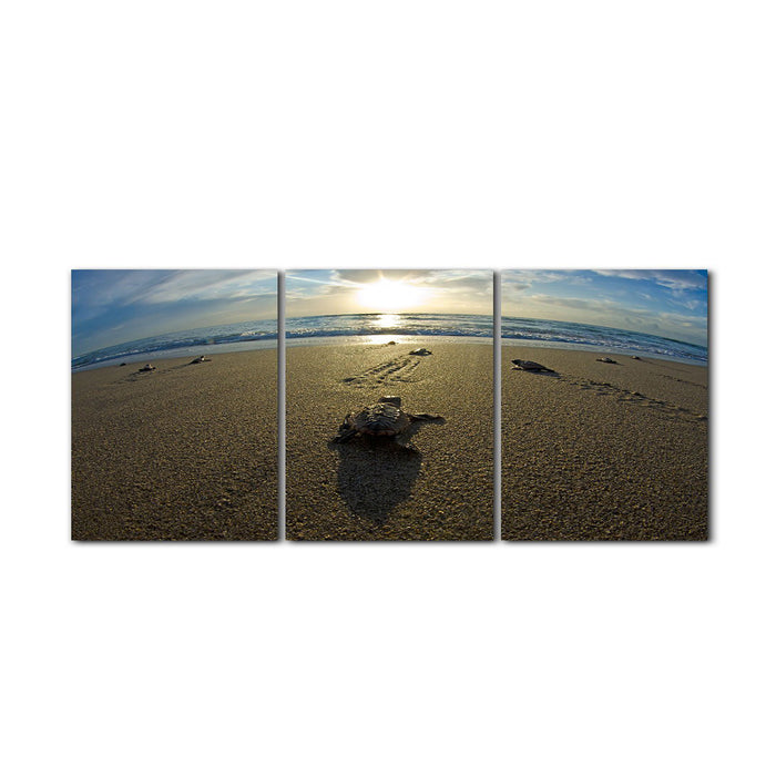 Loggerhead' 3-Piece Wrapped Canvas Wall Art Set