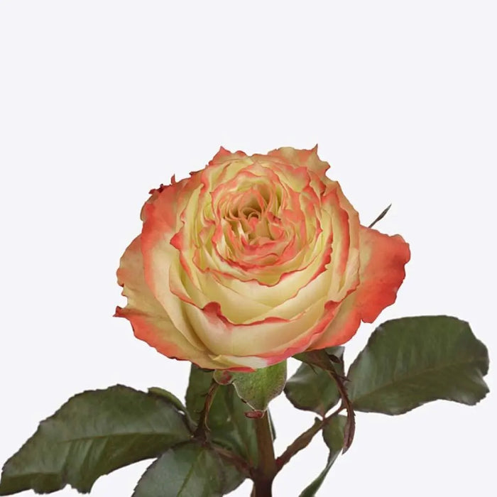 Rose Adventure