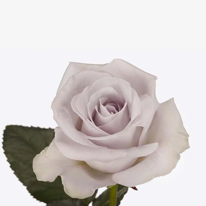 Rose Bounty Way