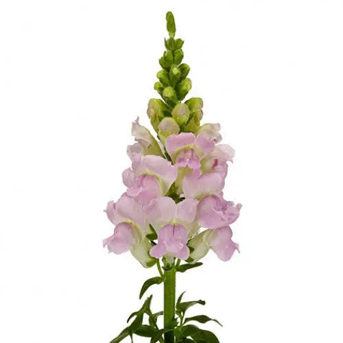 Snapdragon Lavender