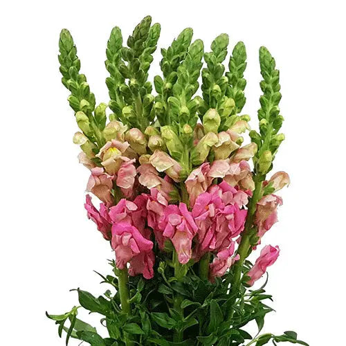 Snapdragon Pink