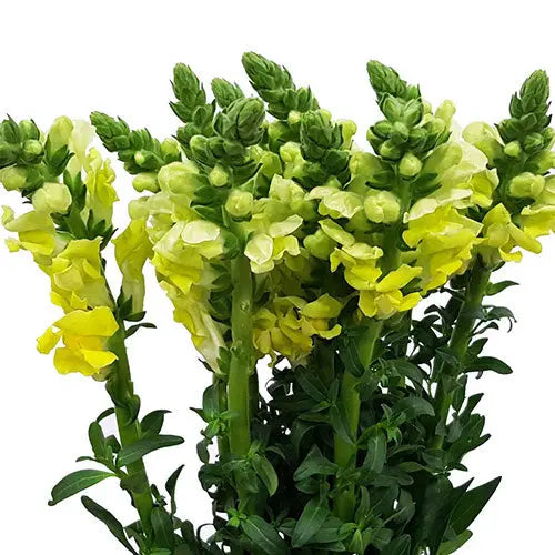 Snapdragon Yellow