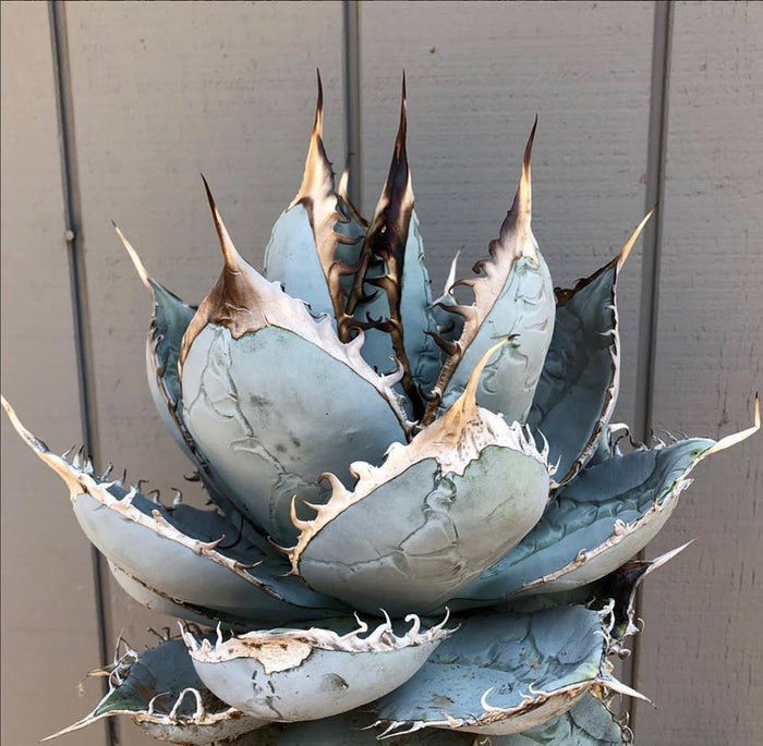 Agave titanota, Chalk agave, Asparagaceae