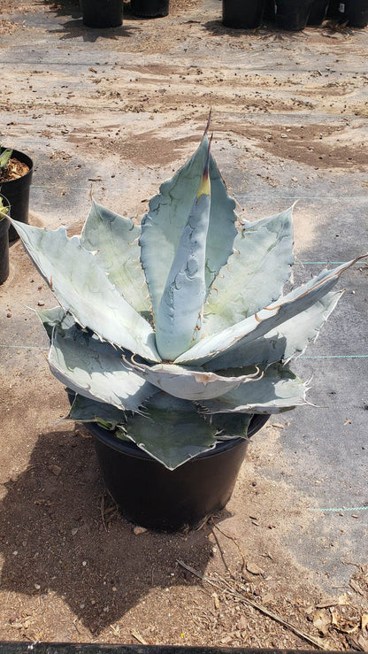Agave titanota, Chalk agave, Asparagaceae