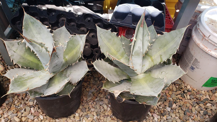 Agave titanota, Chalk agave, Asparagaceae