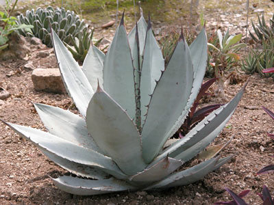 Agave titanota, Chalk agave, Asparagaceae