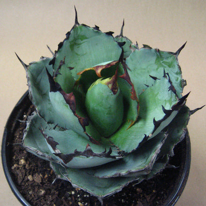 Agave titanota, Chalk agave, Asparagaceae