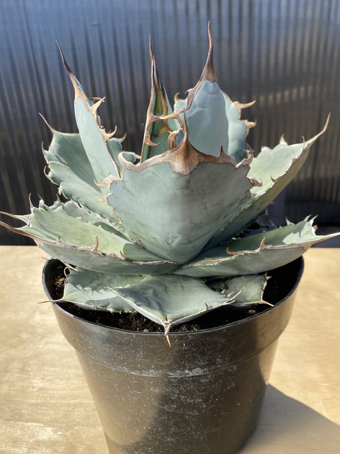 8 inch pot ROOTED