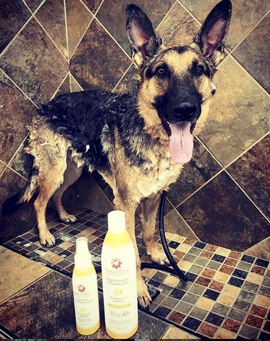Aroma Paws - 13.5 Oz. Shampoo Honeysuckle Jasmine - Dog.Dog.Cat.