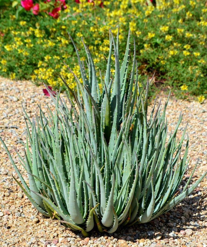 Blue Elf Aloe
