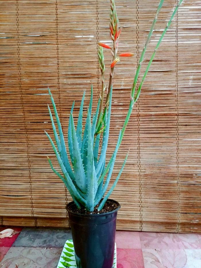 Blue Elf Aloe