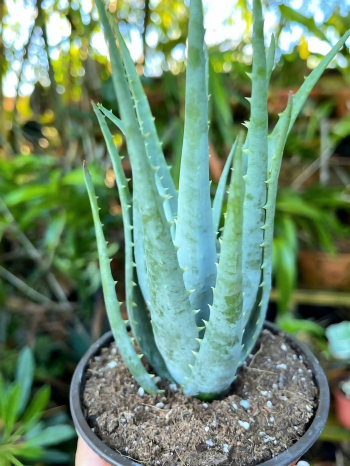 Blue Elf Aloe