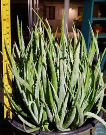 Blue Elf Aloe