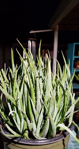 Blue Elf Aloe