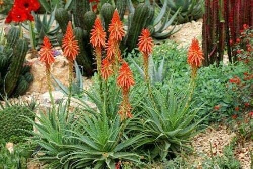 Blue Elf Aloe