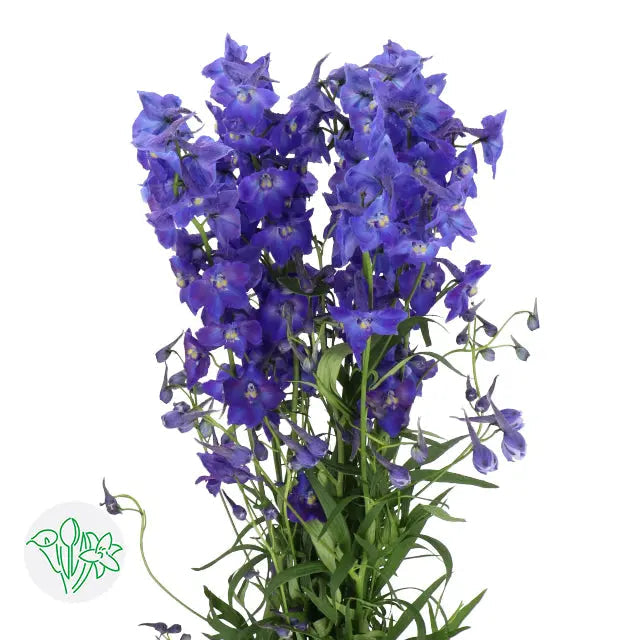 Delphinium Belladonna Purple - 20 Stem Bunch Holex USA