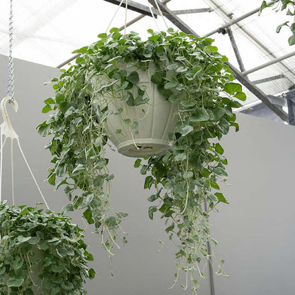 Dichondra Silver Surfer Seed