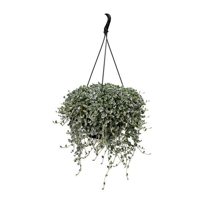 Dichondra Silver Surfer Seed