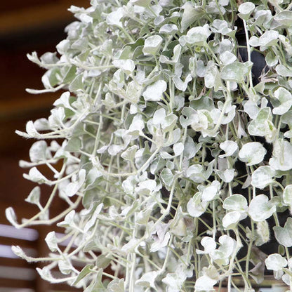Dichondra Silver Surfer Seed
