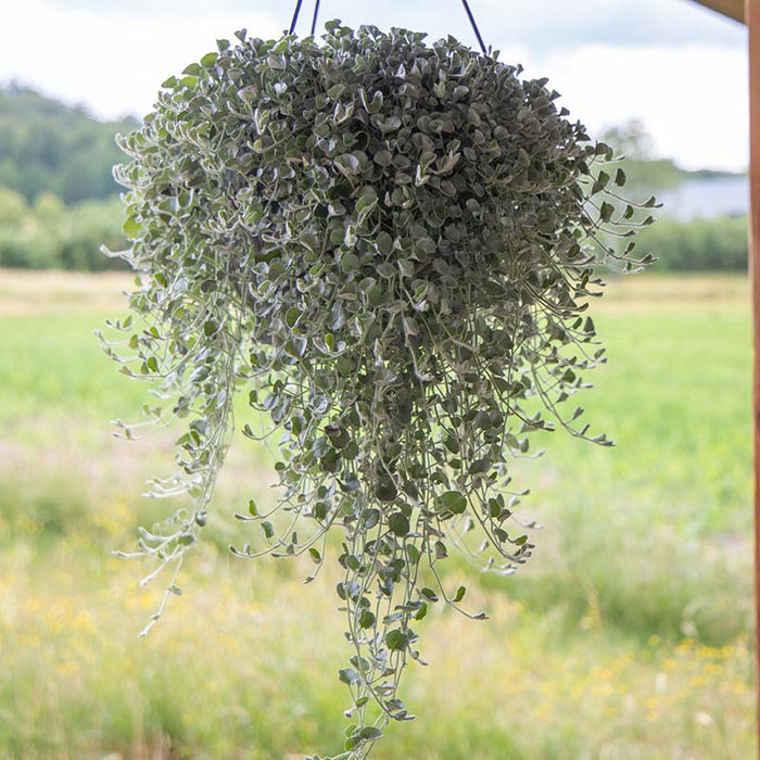 Dichondra Silver Surfer Seed