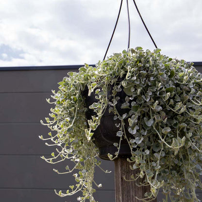 Dichondra Silver Surfer Seed