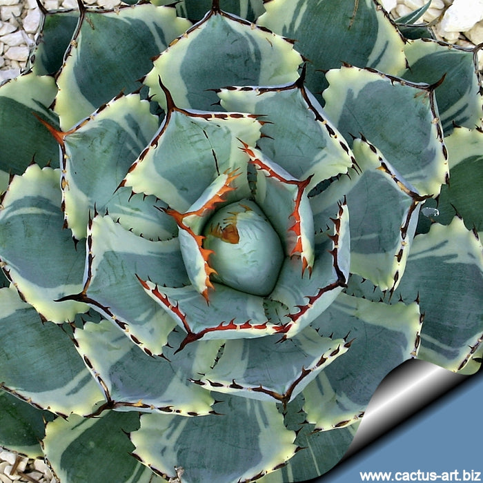 Dwarf Butterfly Agave, Agave potatorum, Kichiokan variegata