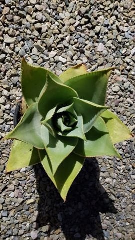 Ghost Aloe, Aloe Striata