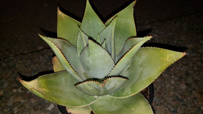 Ghost Aloe, Aloe Striata