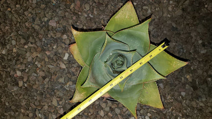 Ghost Aloe, Aloe Striata