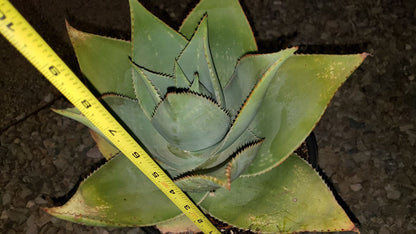 Ghost Aloe, Aloe Striata