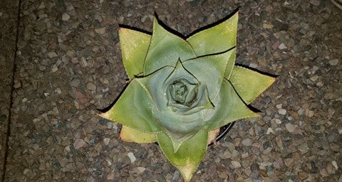 Ghost Aloe, Aloe Striata