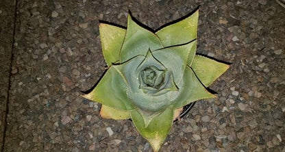 Ghost Aloe, Aloe Striata