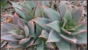 Ghost Aloe, Aloe Striata