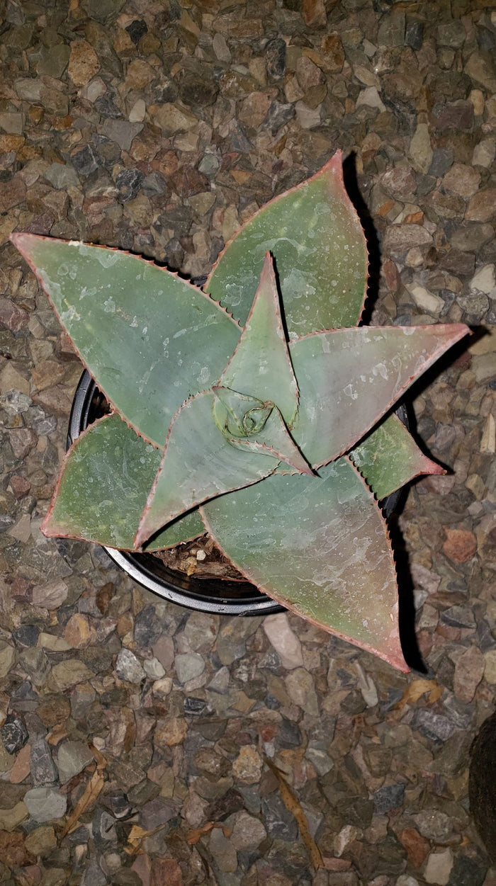 Ghost Aloe, Aloe Striata