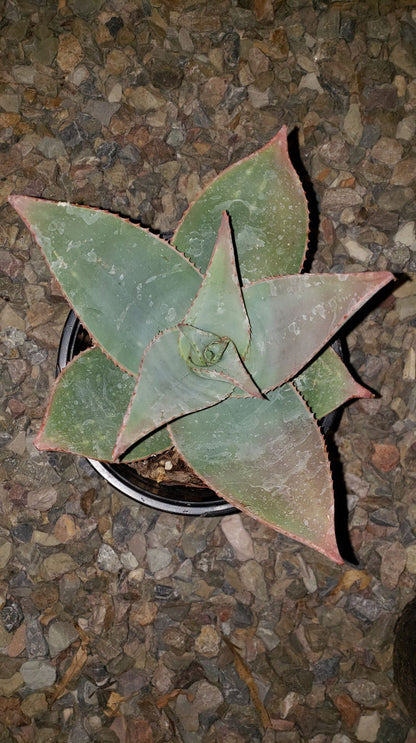 Ghost Aloe, Aloe Striata