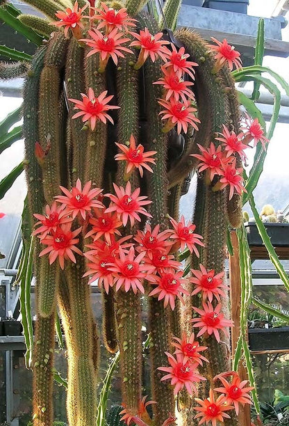 Golden Rat Tail Cactus, Hildewintera aureispina, Cleistocactus winteri, Succulent, Cactus, Live Plant