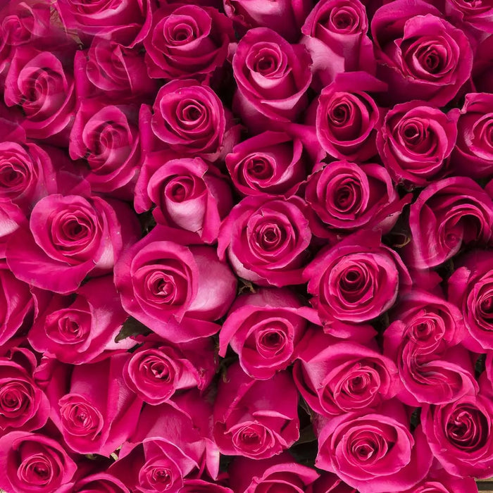 Hot Pink Roses