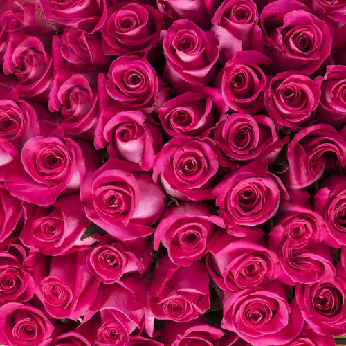 Hot Pink Roses