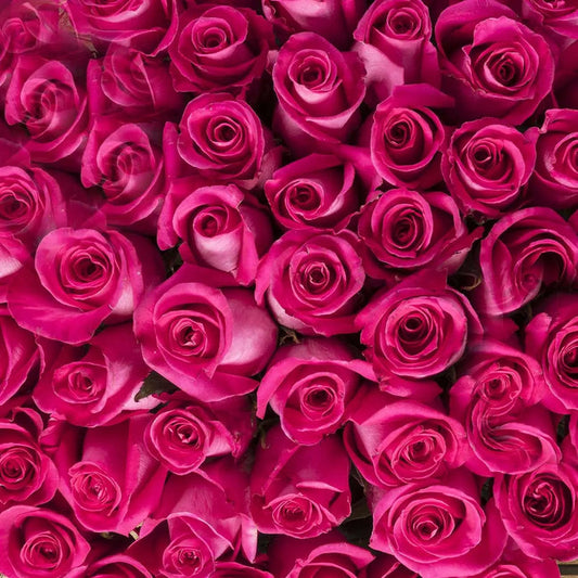 Hot Pink Roses