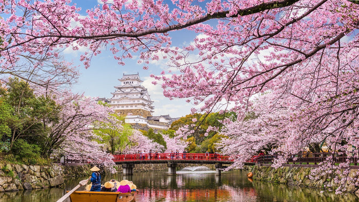 Japanese Cherry Blossom on a River Paint By Numbers Kit