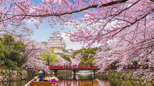 Japanese Cherry Blossom on a River Paint By Numbers Kit