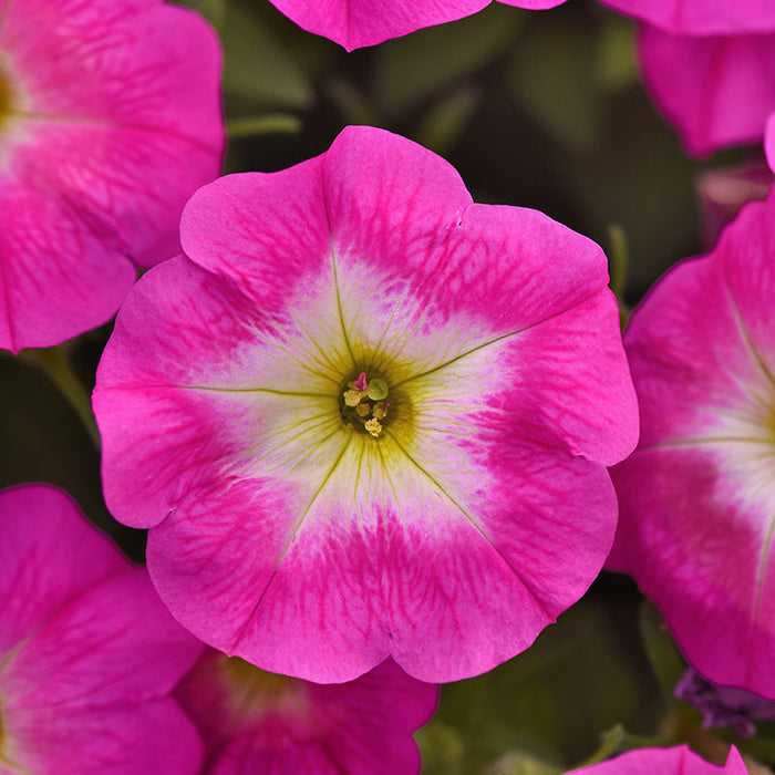 Petunia E3 Easy Wave Rose Morn Seed