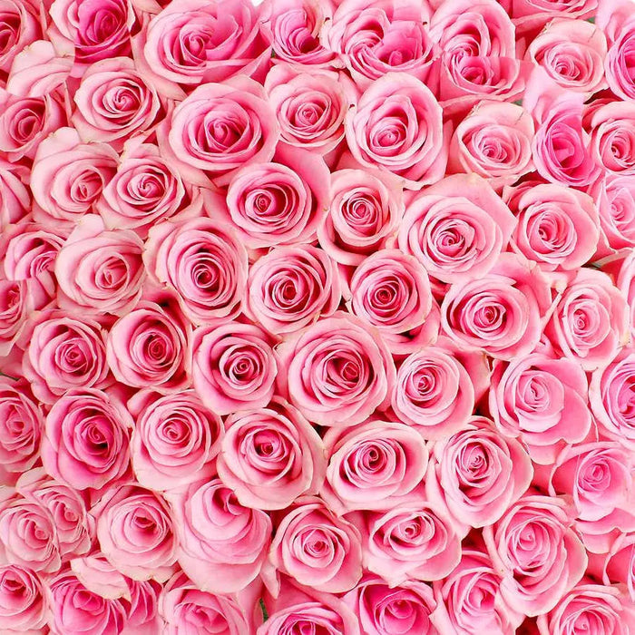 Pink Roses