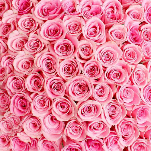 Pink Roses