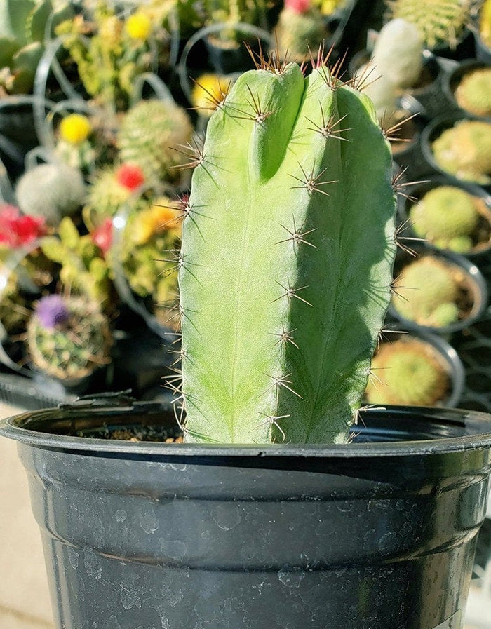 Polaskia Chichipe, Cactus, Succulent, Live plant