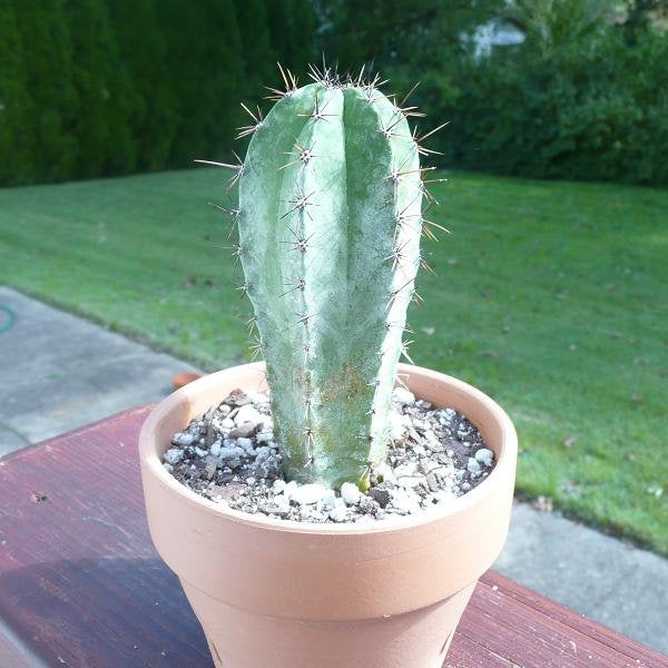 Polaskia Chichipe, Cactus, Succulent, Live plant