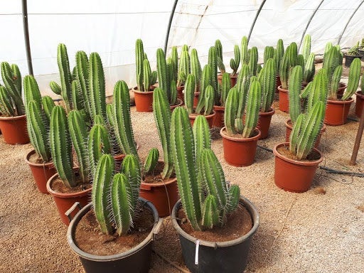 Polaskia Chichipe, Cactus, Succulent, Live plant