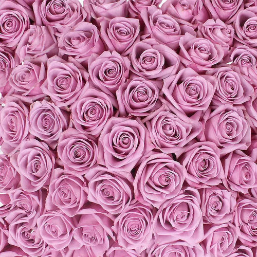 Purple Roses