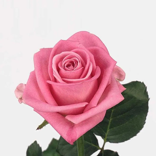Rose Aqua